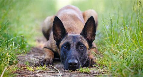 malinois personality.